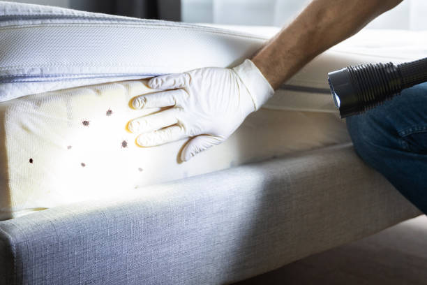 Best Flea Control Services  in Baldwinville, MA